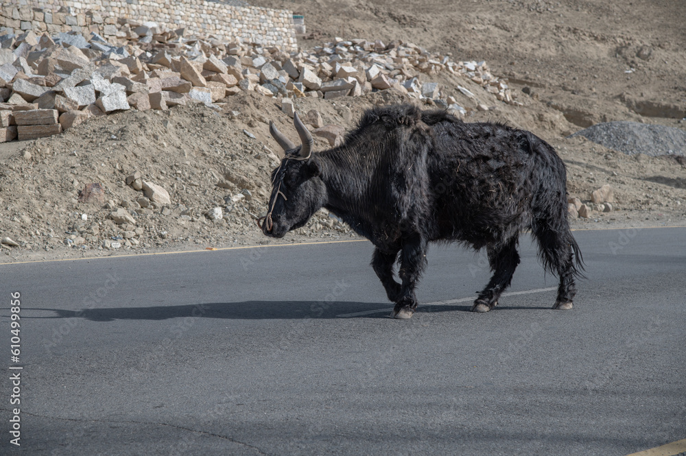Big Yak crossing the road , spotted on the way to Zanskar Valley , Leh Ladakh , India Big Yak crossing the road , spotted on the way to Zanskar Valley , Leh Ladakh , India