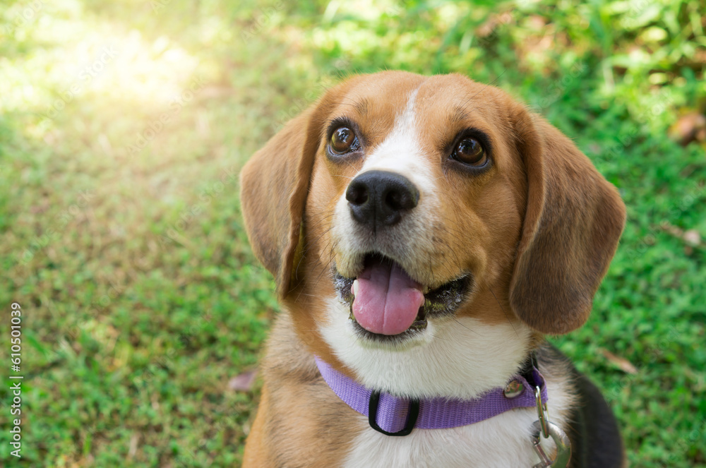 Portrait cute face Beagle dog in the grass, smiling beagle portrait, happy beagle dog, adorable pet.