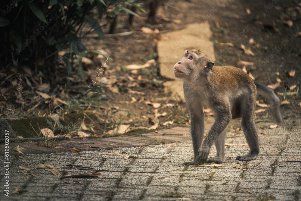 inquisitive gaze macaque monkey curiously looking upward
