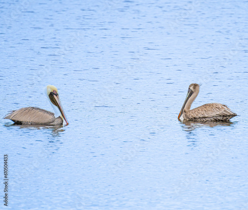 Pelicans © Joseph