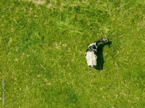 Aerial view of cow on green meadow in summer.