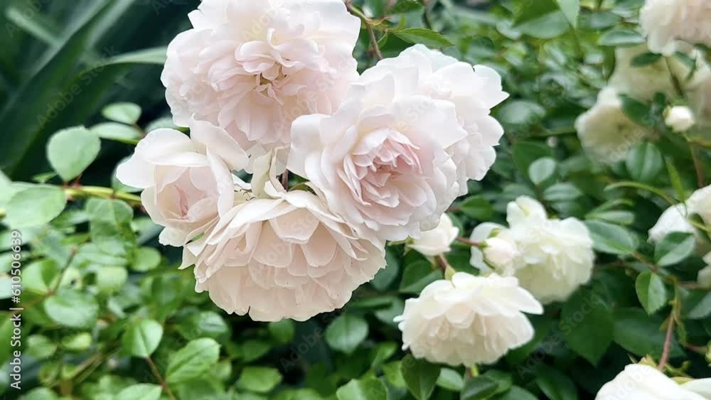 Close-up of white rose flowers blowing in the wind. 4K UHD video 3840X2160 Close-up of white rose flowers blowing in the wind. 4K UHD video 3840X2160