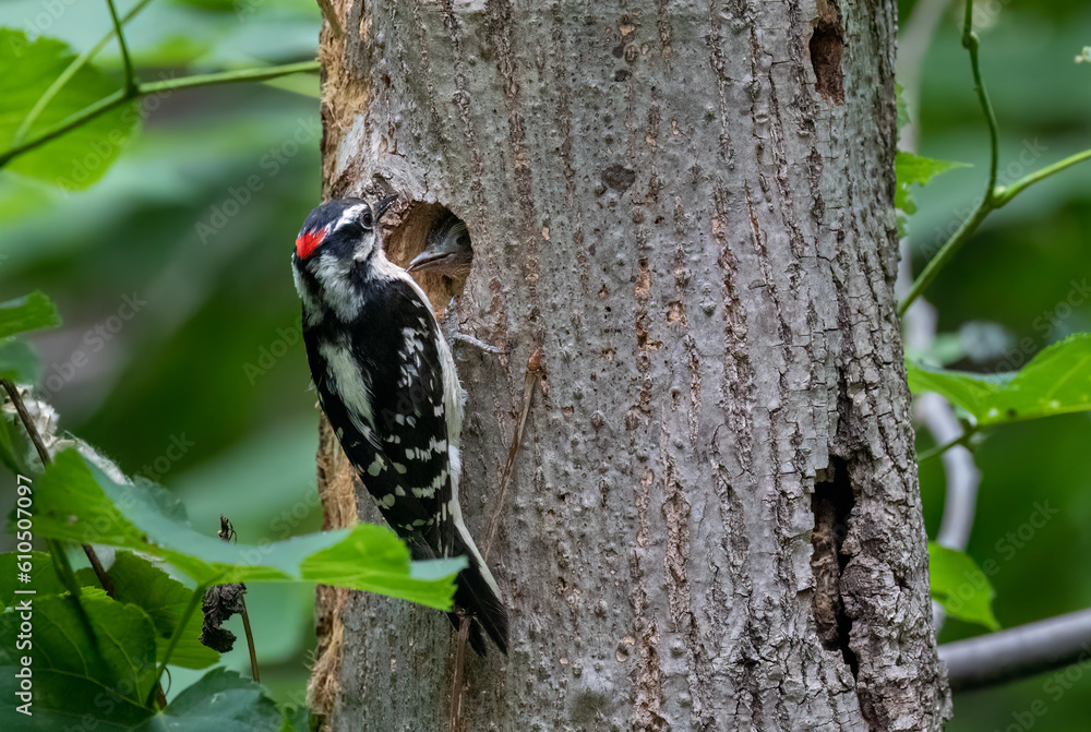 A downy woodpecker brings food to its chick in the nest A downy woodpecker brings food to its chick in the nest