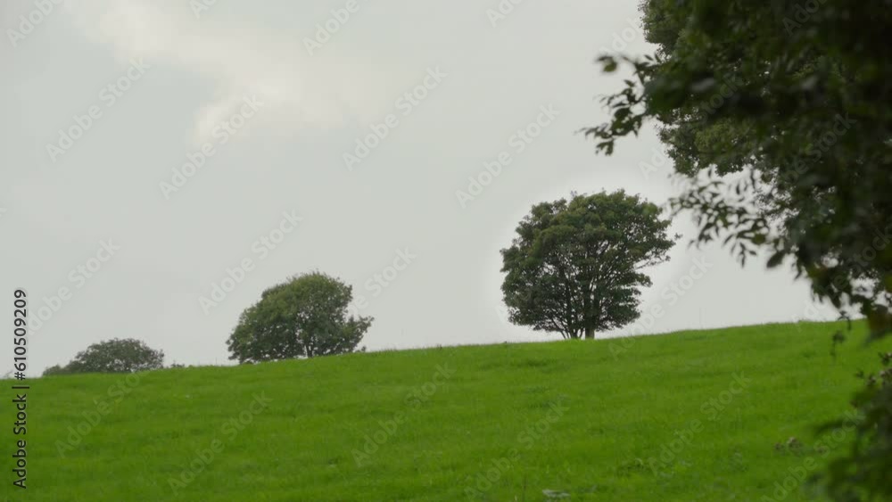 Trees blow in wind on green Irish hillside Trees blow in wind on green Irish hillside