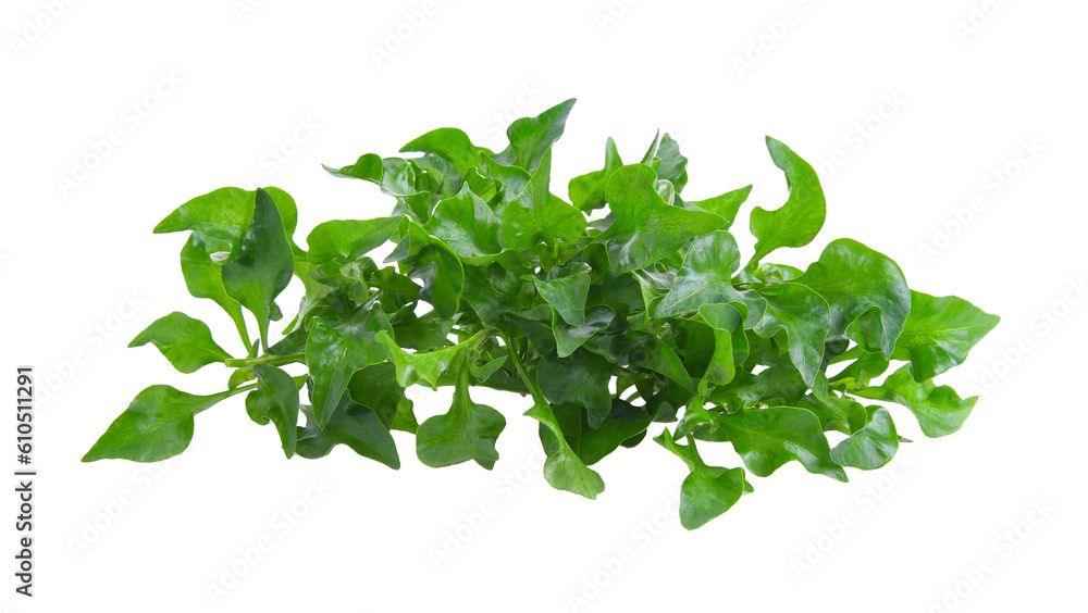 watercress isolated on transparent png watercress isolated on transparent png