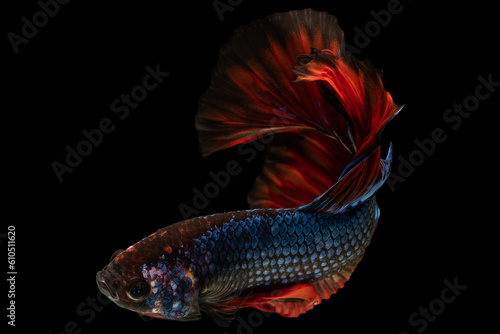 Blue betta fish with a vibrant red tail showcases a stunning contrast of colors capturing attention with its eye catching beauty, Multi color Siamese fighting fish, Colorful Bitten Fish.