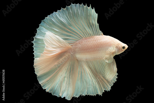 Graceful and flowing fins of the white betta fish which can be accentuated with subtle patterns or contrasting colors further enhance its beauty and allure, Graceful Aquatic Beauties. © DSM