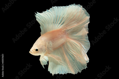 The flowing fins of the white betta fish give it a unique and enchanting aesthetic, Graceful Aquatic Beauties, Betta splendens isolated on black background.