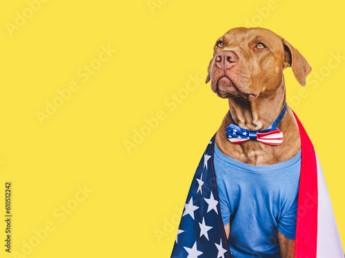 Cute brown puppy wearing a blue T-shirt and an American Flag bow tie. Close-up, indoors. Studio shot. Congratulations to relatives, relatives, friends and colleagues. Pets care concept