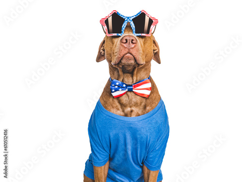 Cute brown puppy, sunglasses and American Flag. Travel preparation and planning. Closeup, indoors. Studio shot. Concept of care, education, obedience training and raising pets