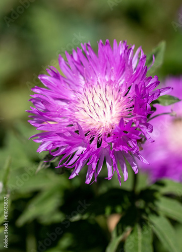 field purple flower cornflower in nature