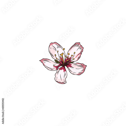 Beautiful almond plant flower, colored sketch vector illustration isolated on white background.