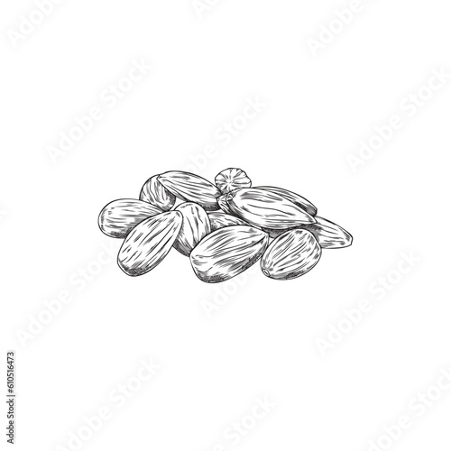 Monochrome handful of almonds sketch style, vector illustration
