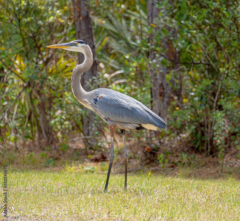 Fototapeta premium Great Blue Heron