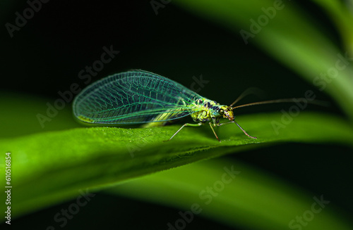 A green lacewing with blue wings sits on a green leaf of grass.