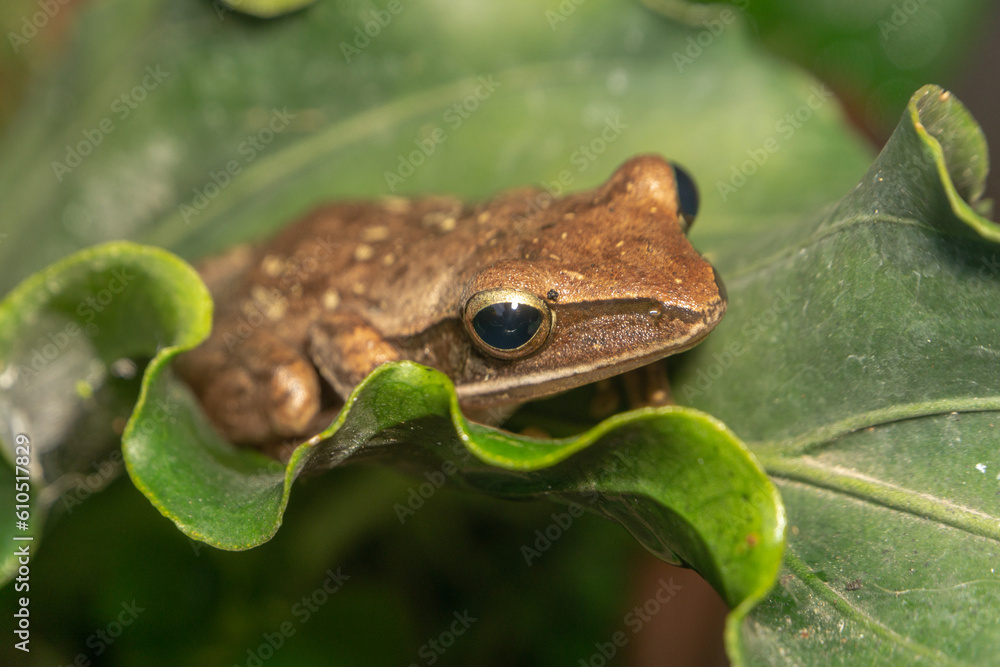 Obraz premium A Polypedates leucomystax, commonly called Striped tree frog, perches on leaf