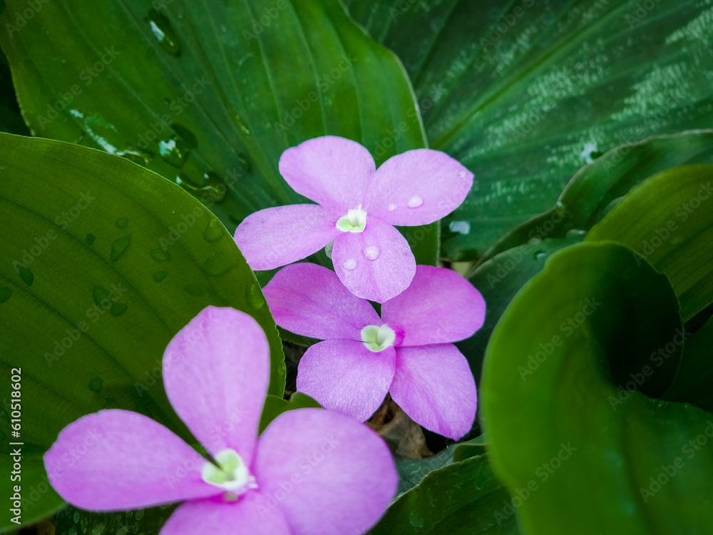 Vinca or Periwinkle Plant surrounded by green leaves Vinca or Periwinkle Plant surrounded by green leaves