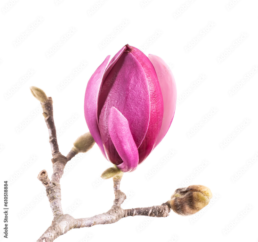 Fototapeta premium pink flower of magnolia spring branch isolated on white background