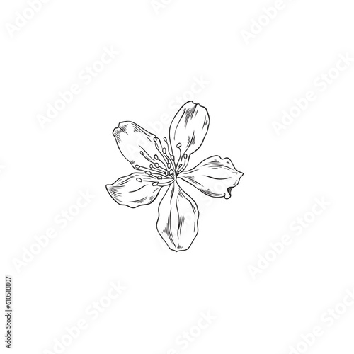 Hand drawn almond tree flower, monochrome sketch vector illustration isolated on white background.