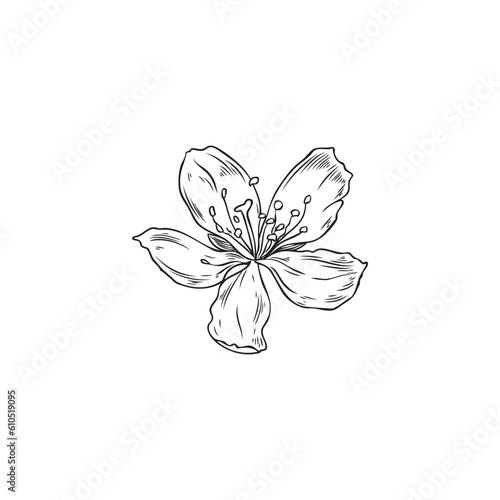 Hand drawn monochrome almond flower sketch style, vector illustration