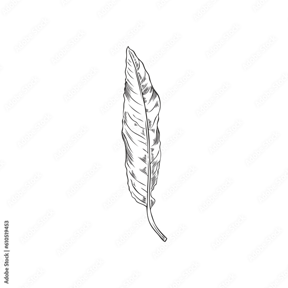 Fototapeta premium Hand drawn monochrome almond vertical leaf sketch style