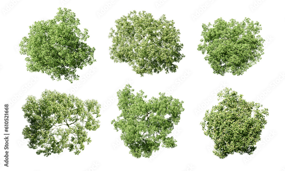 Top view tree isolated on white background Top view tree isolated on white background