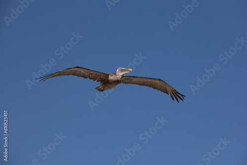 A Galapagos Brown Penguin (Pelecanus occidentalis) in flight.