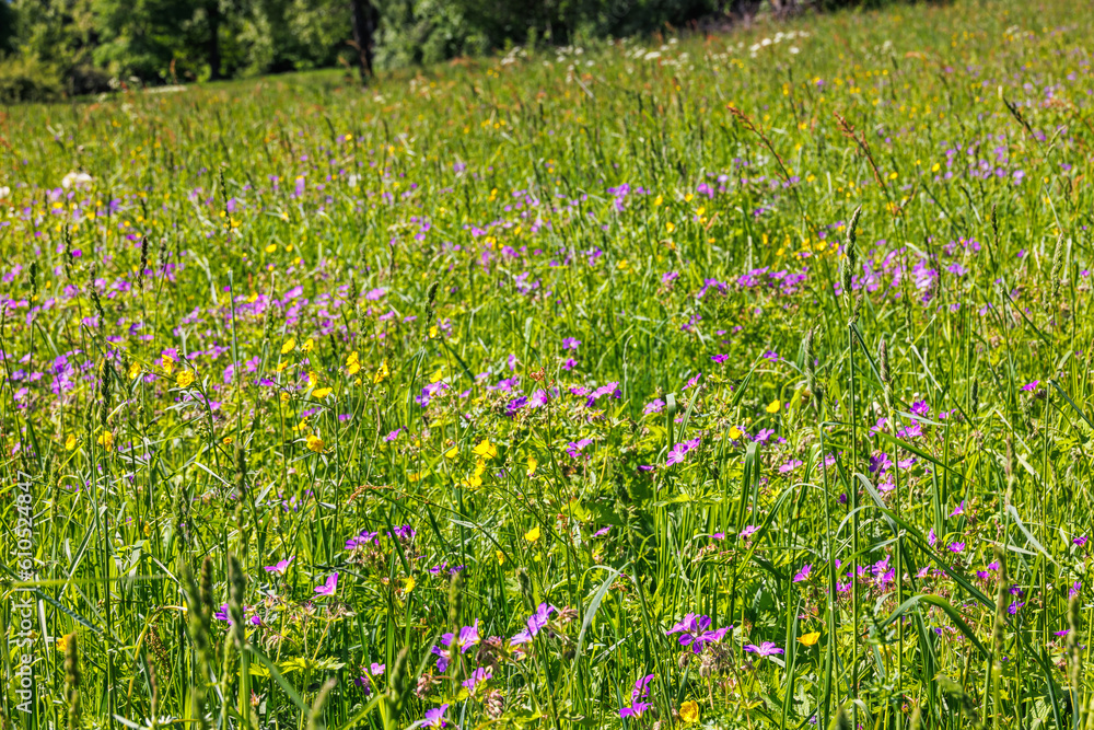 Fototapeta premium Wood cranesbill flowers on a meadow in the summer