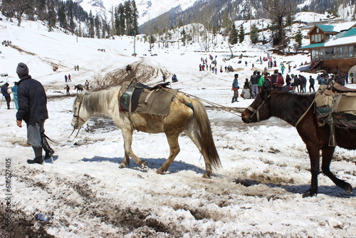 Overstrained horses in Solang Valley, Himachal Pradesh, India photo