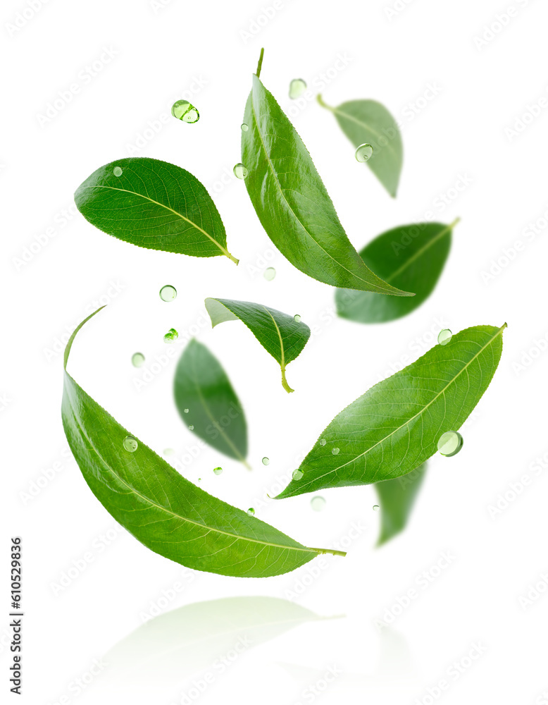 Composition of flying green leaves with drops isolated on white background.