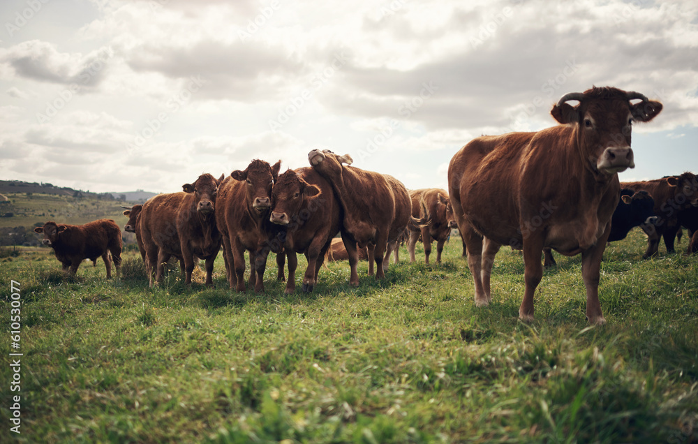 Cow, landscape and agriculture farm with grass, field of green and calm countryside nature. Cattle, sustainable farming and animals for beef industry, meat or cows on pasture, meadow or environment