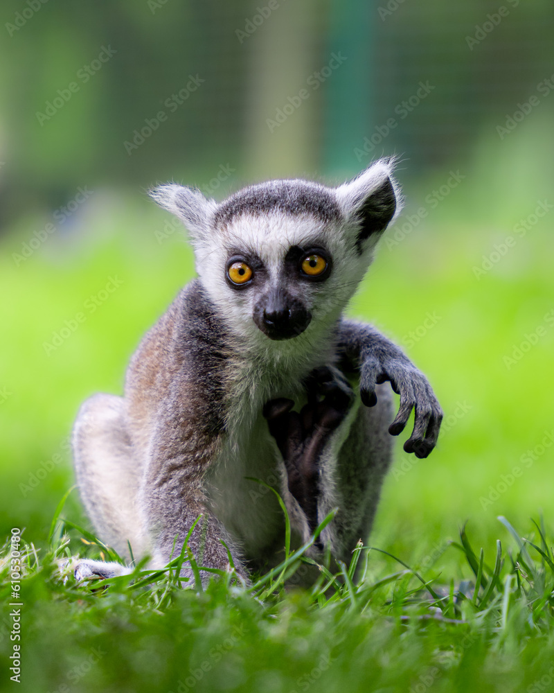 Obraz premium Baby Lemur