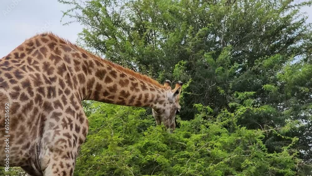 South African Giraffes, Cape Giraffe eating leaves from the tree. Close-up shot revealing other giraffes with birds on their necks South African Giraffes, Cape Giraffe eating leaves from the tree. Close-up shot revealing other giraffes with birds on their necks