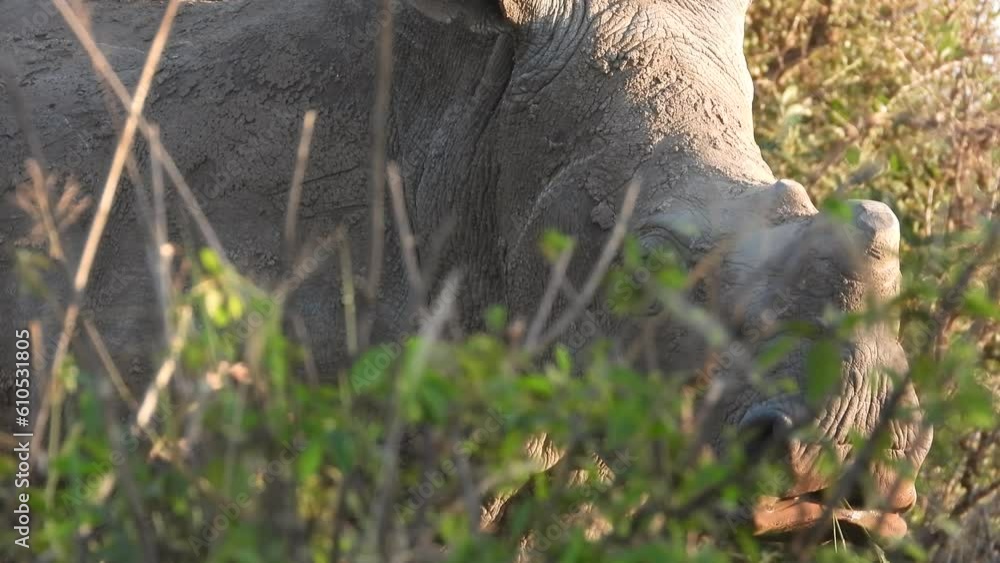 an adult endngered white rhinoceros casually grazes on grass in Kruger National Park an adult endngered white rhinoceros casually grazes on grass in Kruger National Park