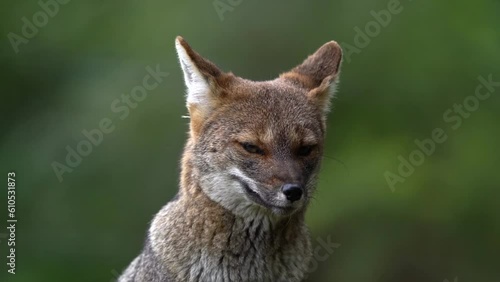 A cute wild gray fox, he does not lose his attention and stays alert, while enjoying a quiet moment. photo