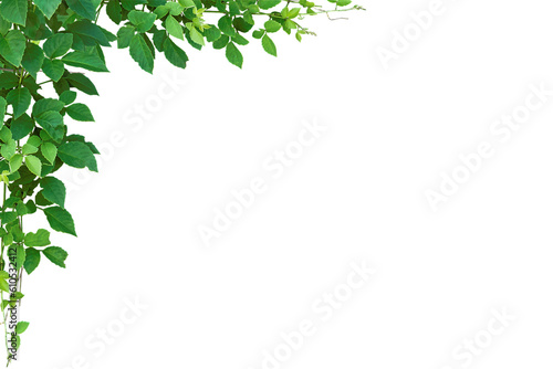 Green leaves frame on white background. Hanging jungle vine plant bush