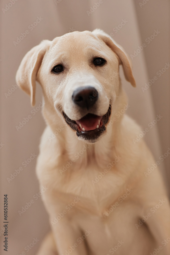Vertical portrait of happy white puppy looking at camera sitting up Vertical portrait of happy white puppy looking at camera sitting up