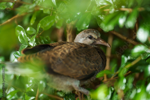 baby dove on tree branch
