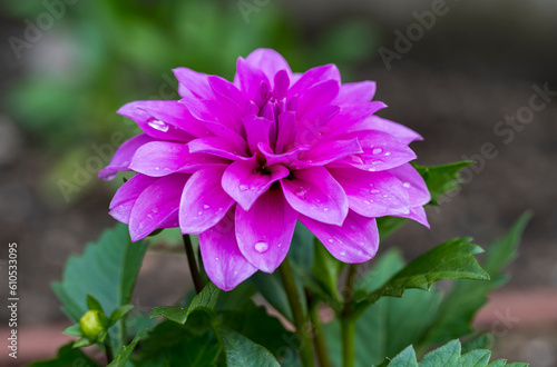 Detail of purple flower of Dahlia pinnata plant with drops of water