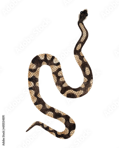 Watercolor Royal or Ball Python Snake illustration. Isolated on white background. Watercolour reptile top view