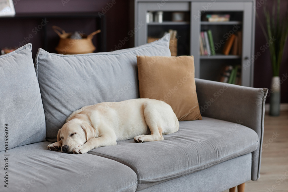 Calm cozy scene with cute puppy sleeping on sofa at home, copy space Calm cozy scene with cute puppy sleeping on sofa at home, copy space
