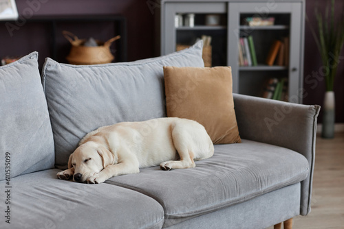 Calm cozy scene with cute puppy sleeping on sofa at home, copy space