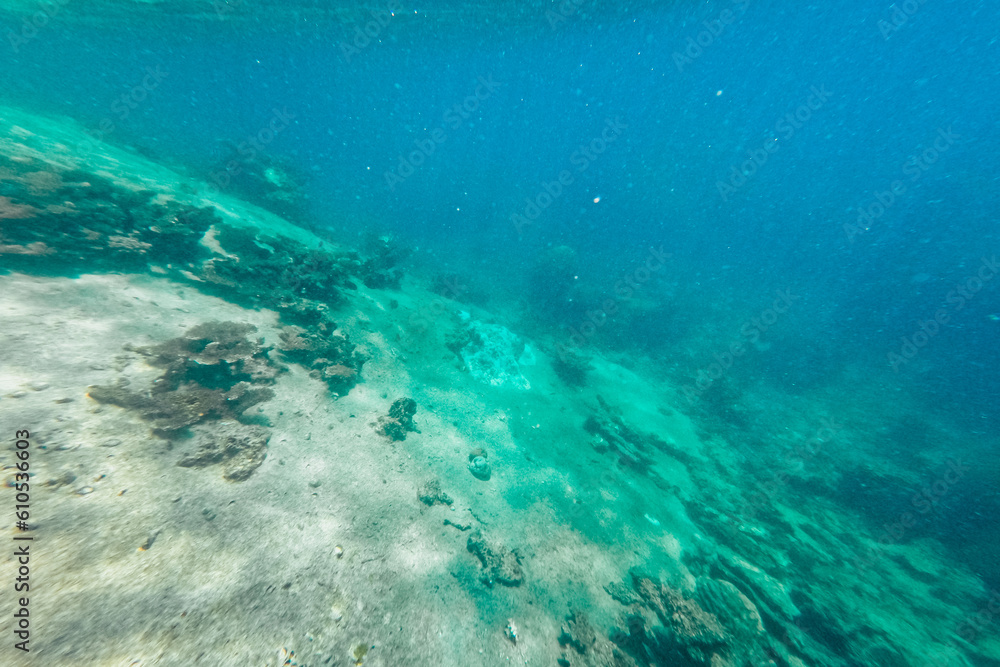 Under the sea corals and fish Under the sea corals and fish