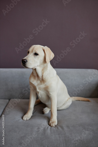 Full length portrait of white labrador puppy sitting on sofa indoors against purple wall, copy space