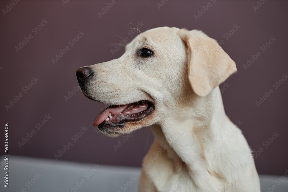 Side view closeup portrait of white labrador puppy sitting on sofa indoors against purple wall, copy space Side view closeup portrait of white labrador puppy sitting on sofa indoors against purple wall, copy space
