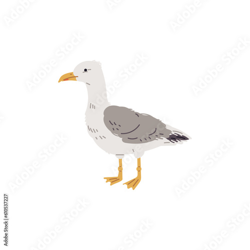 Vector illustration of an sea gull, isolated on white background