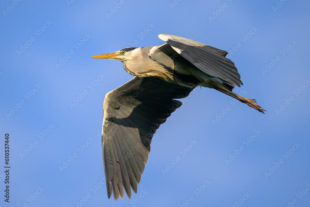 Fototapeta premium A Grey Heron flying on a sunny morning blue sky