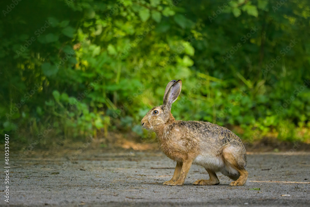 Fototapeta premium A European hare sitting on a pathway in a park