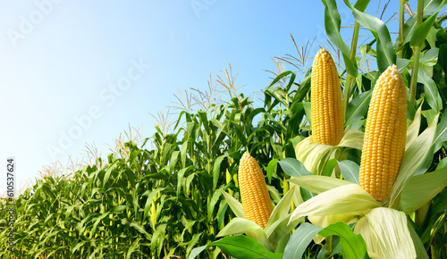 Quadro su tela Corn cobs with corn plantation field background.