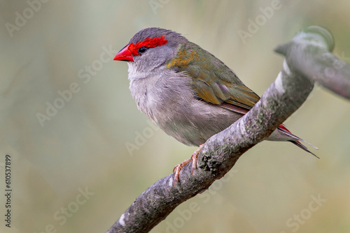 Red-browed Finch (Neochmia temporalis)